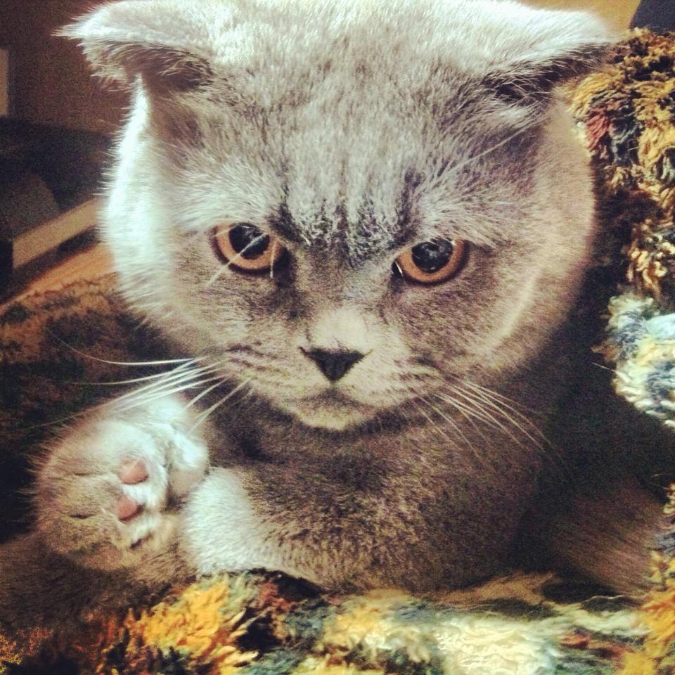 кот стейк фотографии