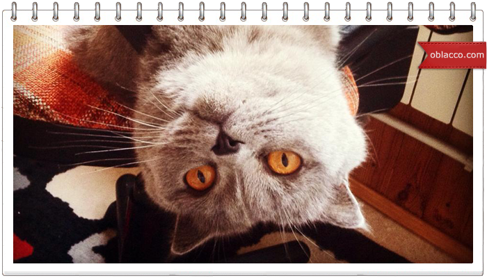 1котстейк