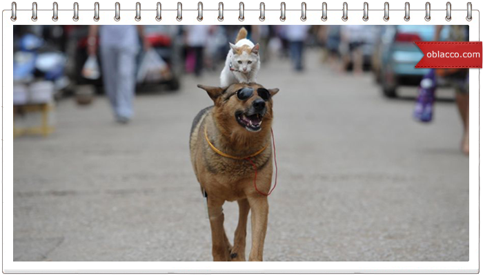 Автомат, который кормит бездомных животных