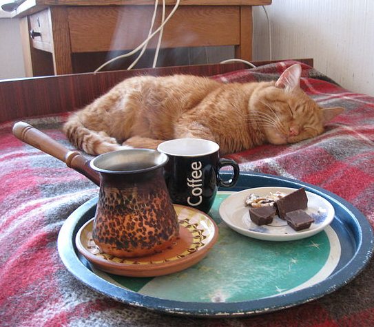 кофе в постель коту