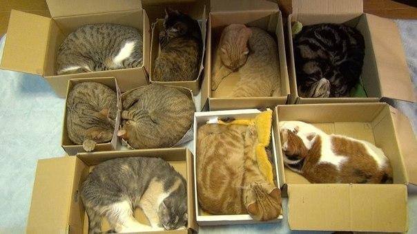о кошках с юмором