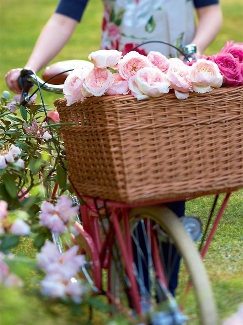 velosiped