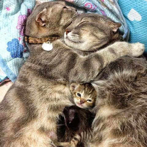 кошки