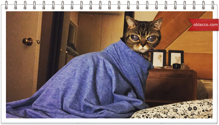 кошка матильда