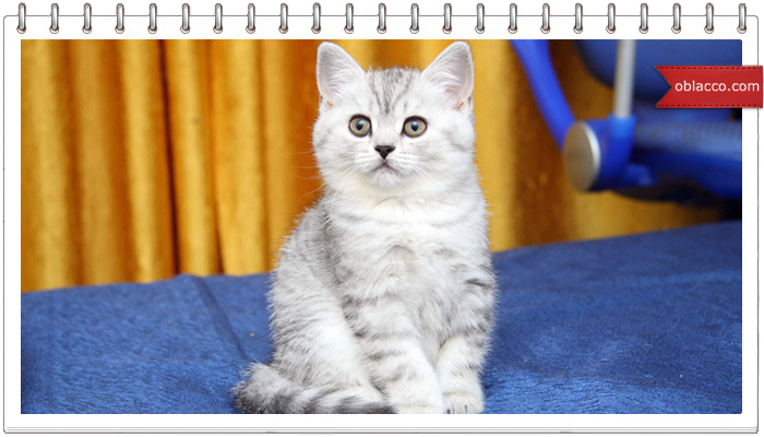 котята видео
