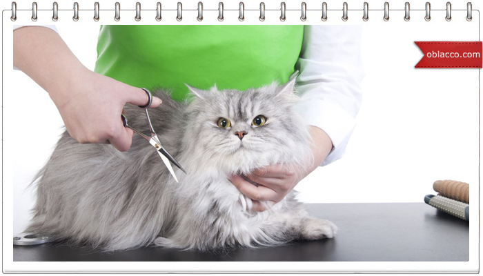 стрижка кота