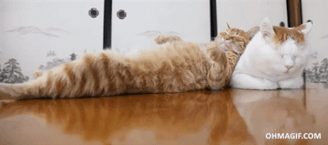 cats