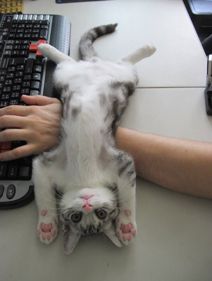 funny_cats