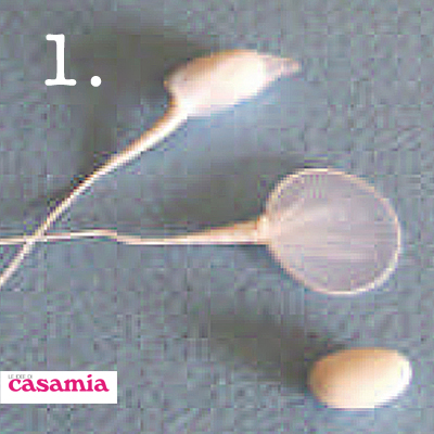 tsveti1