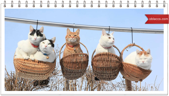 Пасхальные котики в корзине