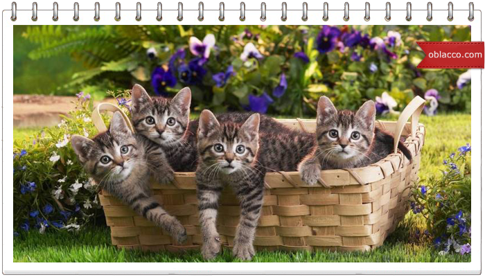 Котенок Ксю. Плетение из бумажной лозы