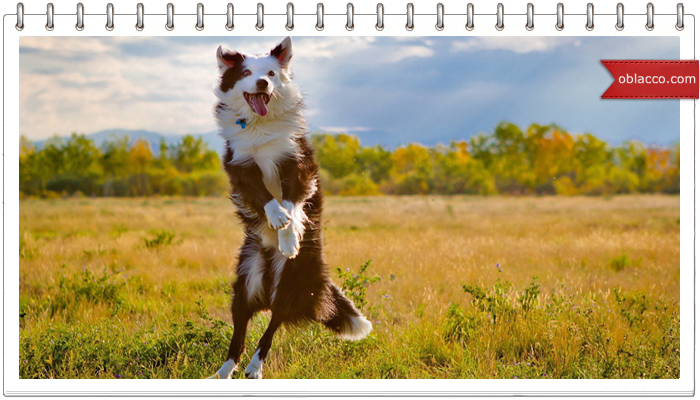 dog1
