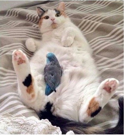kot