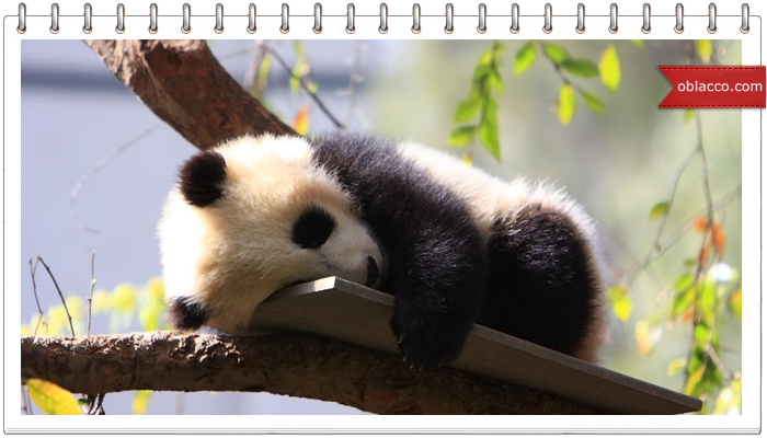 ПоПандос. Crazy panda