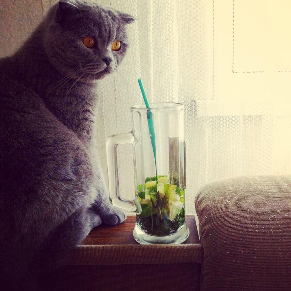 кот стейк