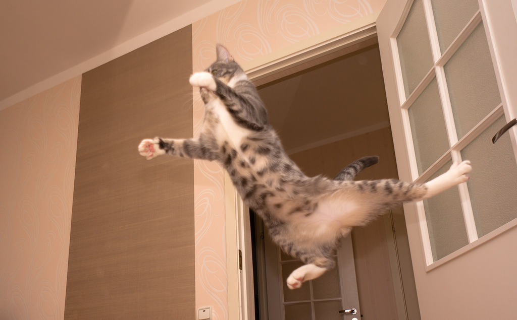 кошки йога