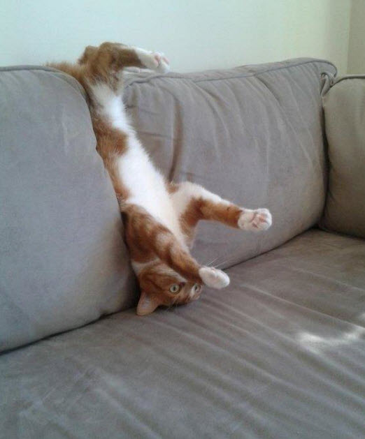 кошки йога
