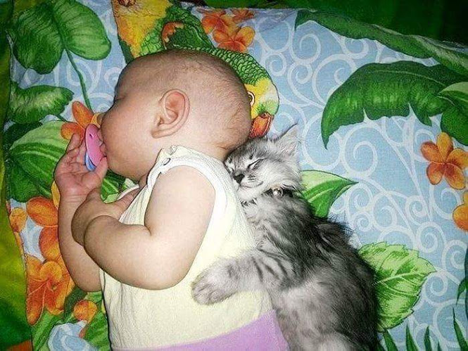 кошки дети
