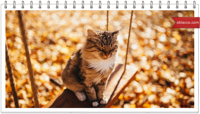 Кот Мару и качели