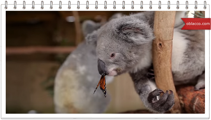 Коала с бабочкой на носу, смешная фотосессия