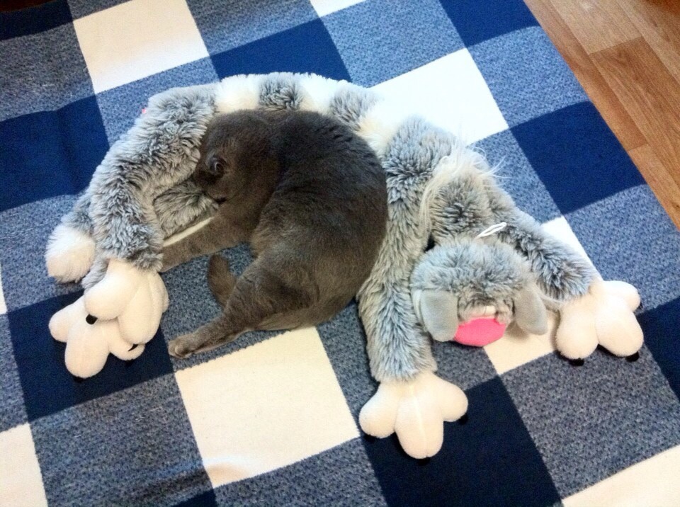 кот стейк