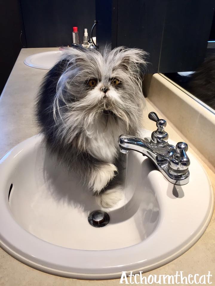 кот Этчум