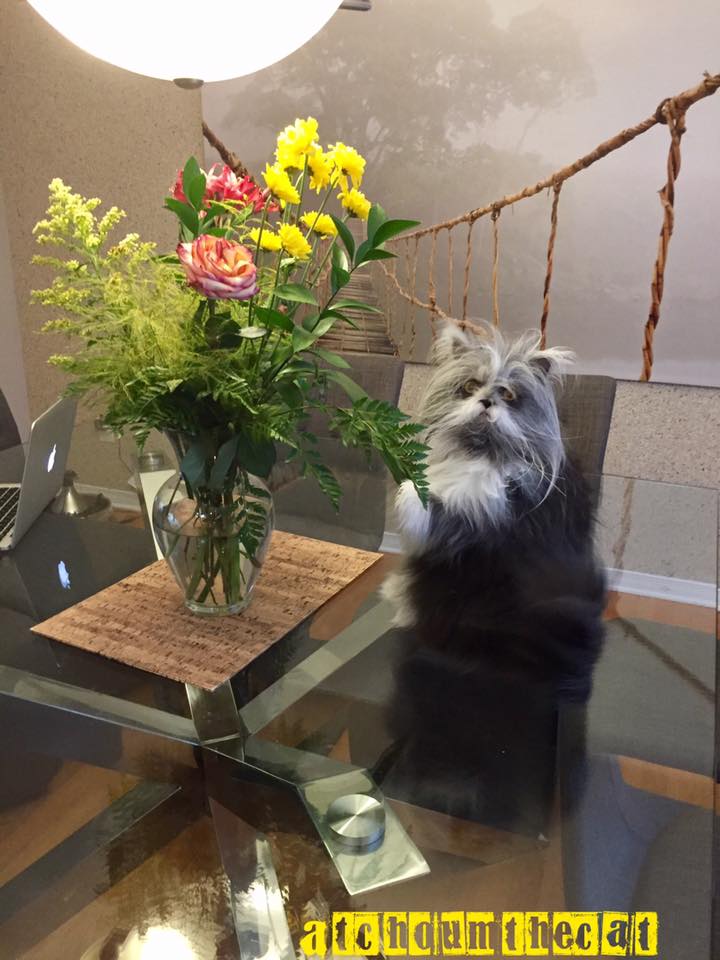 кот Этчум