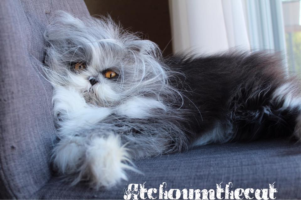 кот Этчум