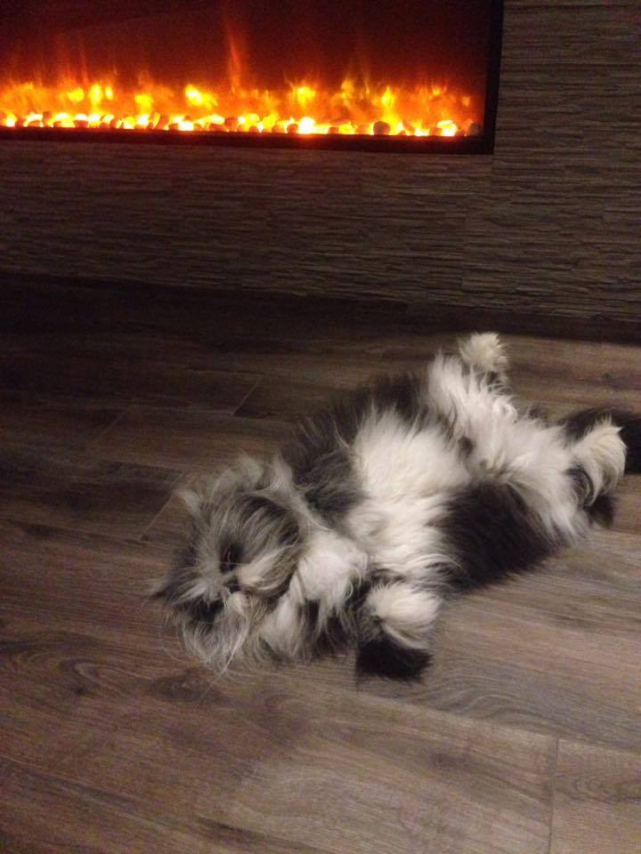 кот Этчум
