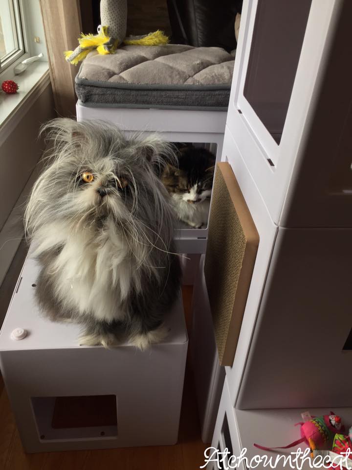 кот Этчум