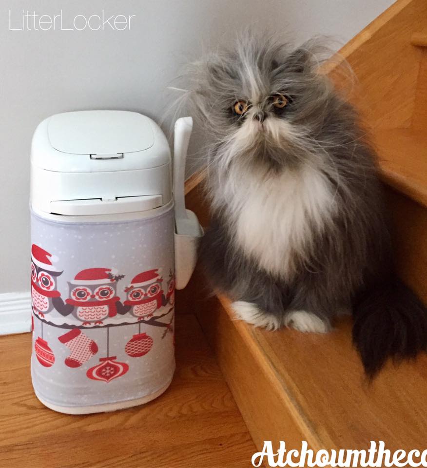 кот Этчум