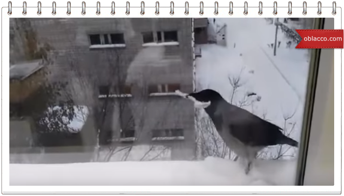 Умная ворона