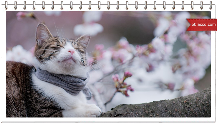 Коты прилетели