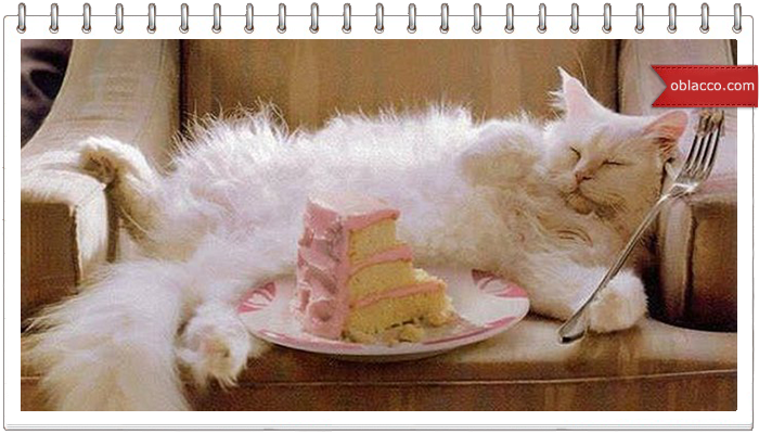 Утро, кошки, кофе, торт