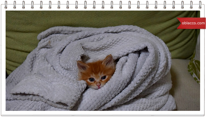Кошки на ночь