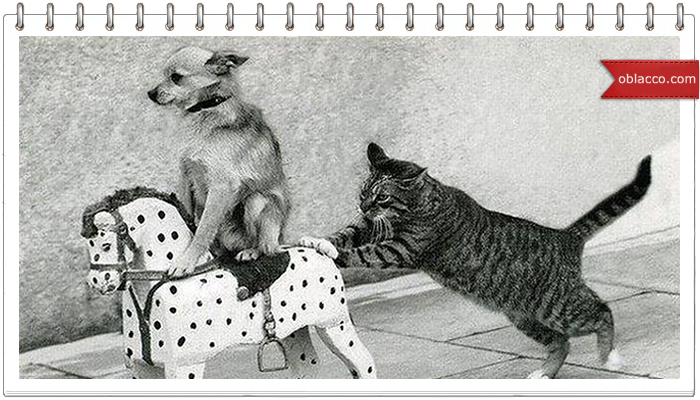 Собаки катают кота