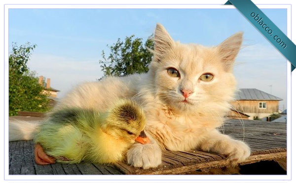 Котенок и утенок